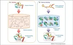 Molecular Docking Docking Studies