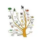 phylogenetic tree