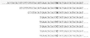 Sequence in Next generation sequencing data analysis training courses