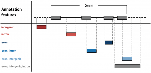 Genome annotation